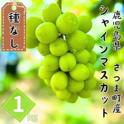 鹿児島県さつま町産 シャインマスカット(約1kg)