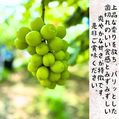 鹿児島県さつま町産 シャインマスカット(約1kg)