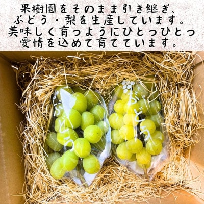 鹿児島県さつま町産 シャインマスカット(約1kg)