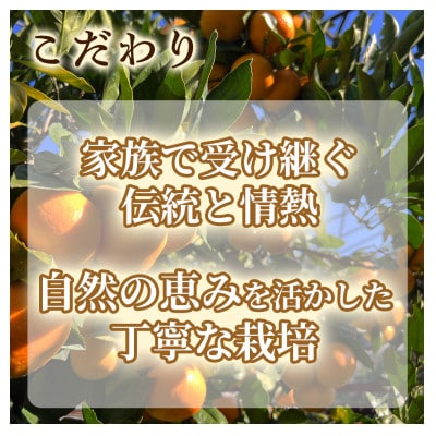 甘みと酸味のバランス抜群・宮川早生みかん　5kg(Sサイズ)