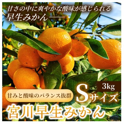 甘みと酸味のバランス抜群・宮川早生みかん　3kg(Sサイズ)