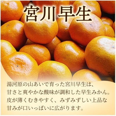 甘みと酸味のバランス抜群・宮川早生みかん　3kg(Sサイズ)