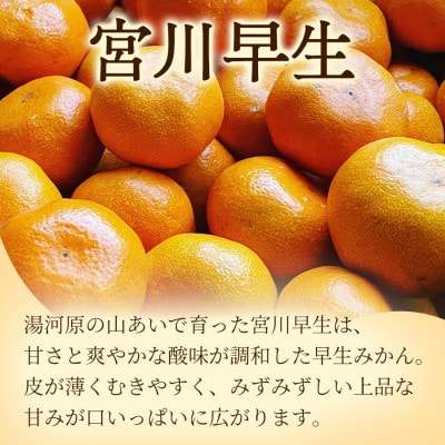 甘みと酸味のバランス抜群・宮川早生みかん　3kg(Mサイズ)