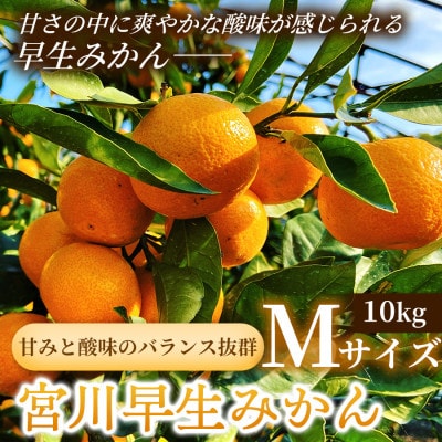 甘みと酸味のバランス抜群・宮川早生みかん　10kg(Mサイズ)