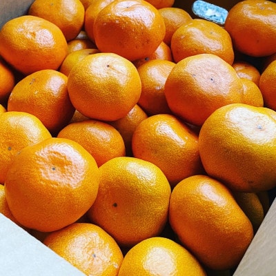 甘みと酸味のバランス抜群・宮川早生みかん　10kg(Mサイズ)