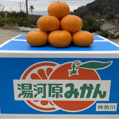 年末年始にお楽しみください!!　早出し☆青島みかん　10kg