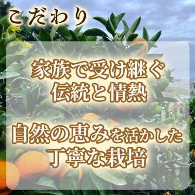 年末年始にお楽しみください!!　早出し☆青島みかん　10kg