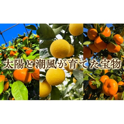 年末年始にお楽しみください!!　早出し☆青島みかん　10kg