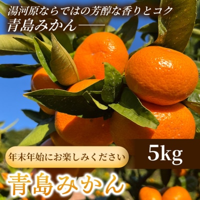 年末年始にお楽しみください!!　早出し☆青島みかん　5kg