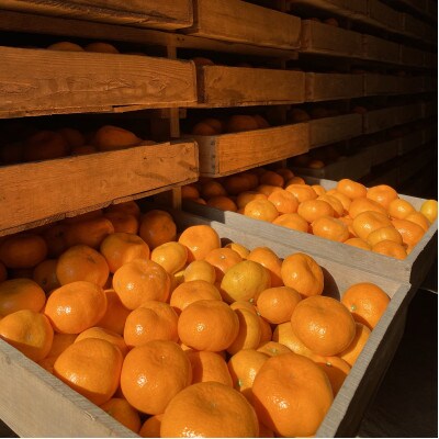 年末年始にお楽しみください!!　早出し☆青島みかん　5kg
