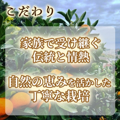 年末年始にお楽しみください!!　早出し☆青島みかん　5kg