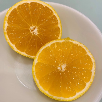【希少フルーツ】もぎたて・湘南ゴールド(大玉)2kg