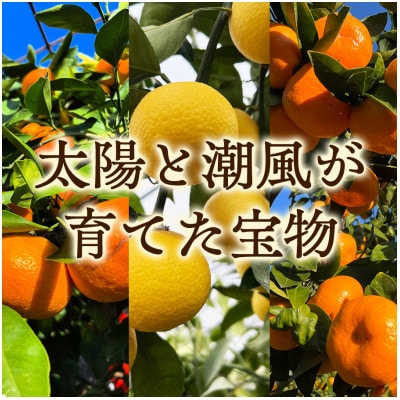 【希少フルーツ】もぎたて・湘南ゴールド(大玉)2kg