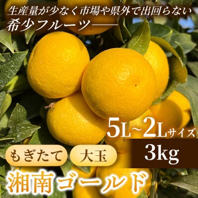 【希少フルーツ】もぎたて・湘南ゴールド(大玉)3kg