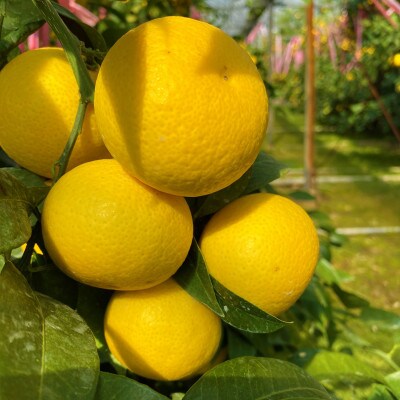 【希少フルーツ】もぎたて・湘南ゴールド(大玉)5kg