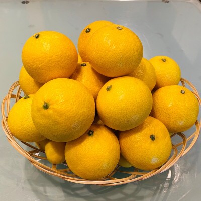 【希少フルーツ】もぎたて・湘南ゴールド(大玉)5kg