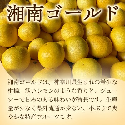【希少フルーツ】もぎたて・湘南ゴールド(大玉)5kg