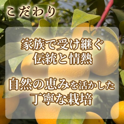 【希少フルーツ】もぎたて・湘南ゴールド(大玉)5kg