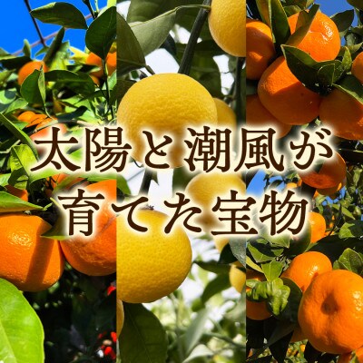 【希少フルーツ】もぎたて・湘南ゴールド(大玉)5kg