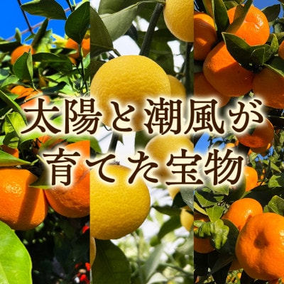 【希少フルーツ】甘ウマ☆小玉・湘南ゴールド(2Sサイズ)　3kg