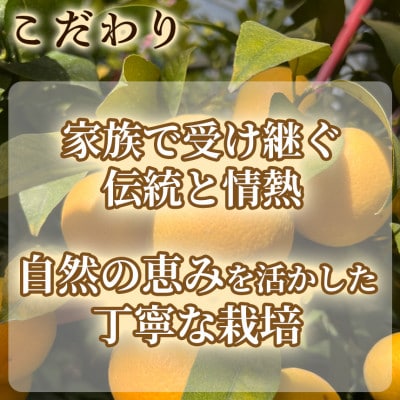 【希少フルーツ】熟ウマ☆小玉・湘南ゴールド(Sサイズ)　3kg