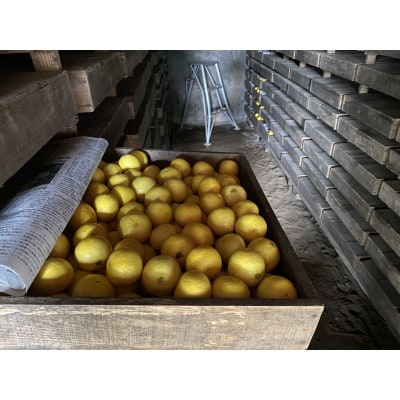 【希少フルーツ】熟成・湘南ゴールド(L・Mサイズ)2kg