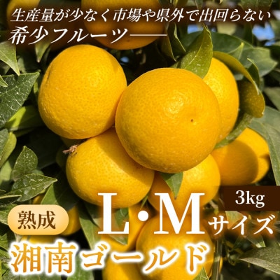 【希少フルーツ】熟成・湘南ゴールド(L・Mサイズ)3kg