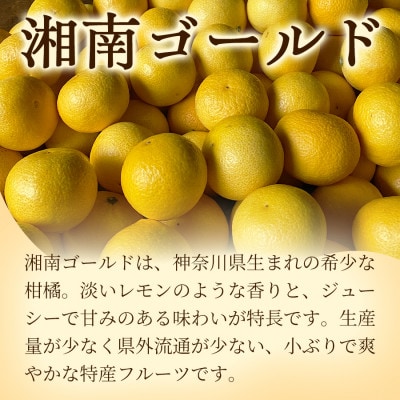 【希少フルーツ】超熟☆芳醇・湘南ゴールド(L・2Lサイズ)2kg