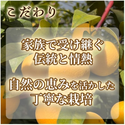 【希少フルーツ】超熟☆芳醇・湘南ゴールド(L・2Lサイズ)2kg