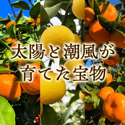 【希少フルーツ】超熟☆芳醇・湘南ゴールド(L・2Lサイズ)2kg