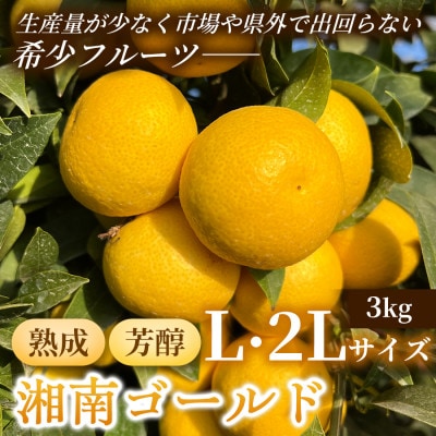 【希少フルーツ】超熟☆芳醇・湘南ゴールド(L・2Lサイズ)3kg
