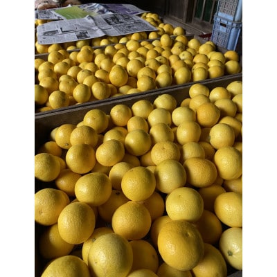 【希少フルーツ】超熟☆芳醇・湘南ゴールド(L・2Lサイズ)3kg