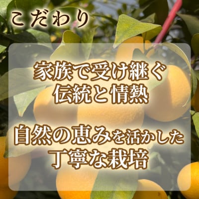 【希少フルーツ】超熟☆芳醇・湘南ゴールド(L・2Lサイズ)5kg