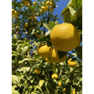 【希少フルーツ】【露地栽培】湘南ゴールド(家庭用)　3kg