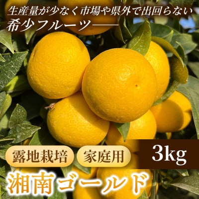 【希少フルーツ】【露地栽培】湘南ゴールド(家庭用)　3kg