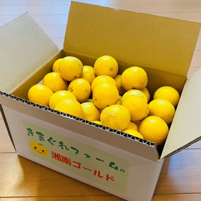 【希少フルーツ】【露地栽培】湘南ゴールド(家庭用)　3kg
