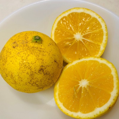 【希少フルーツ】【露地栽培】湘南ゴールド(家庭用)　3kg