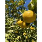 【希少フルーツ】【露地栽培】湘南ゴールド(家庭用)　2kg