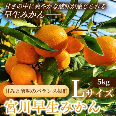 甘みと酸味のバランス抜群・宮川早生みかん　5kg(Lサイズ)