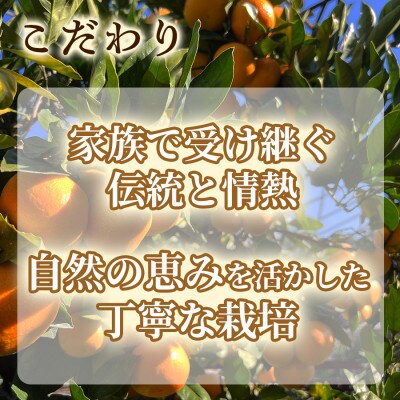 甘みと酸味のバランス抜群・宮川早生みかん　5kg(Lサイズ)