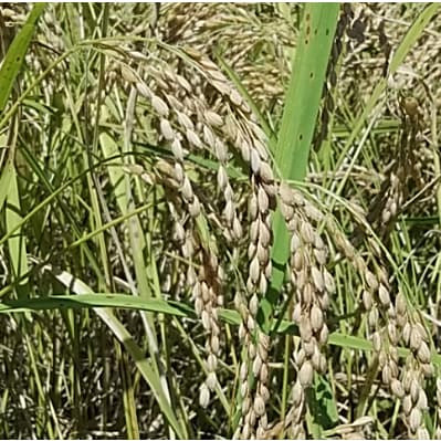 【令和6年産】石川県産コシヒカリ虚空蔵米　精米5kg×1袋