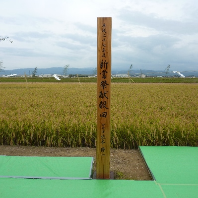 【令和7年産】石川県産コシヒカリ白米5kg×1袋漢方肥料米