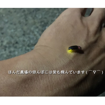 有機米こしひかり「水の精」玄米5kg