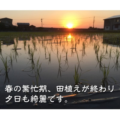 天日干有機米こしひかり「天地の誉」玄米 10kg (5kg×2袋)
