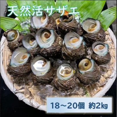 天然活サザエ　18～20個　約2kg