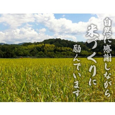 【令和6年産】ミルキークイーン　白米10kg