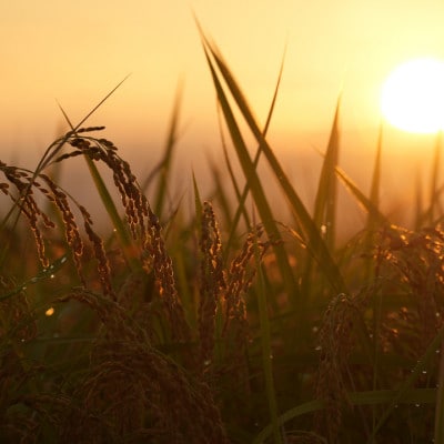 【令和7年度産】お米農家直送　石川県産コシヒカリ　4.5kg