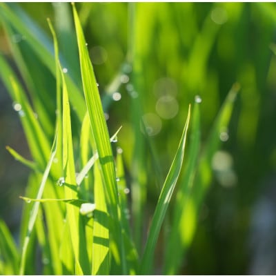 【令和7年度産】お米農家直送　石川県産コシヒカリ　9kg