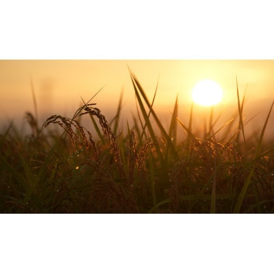 【毎月定期便】コシヒカリ米4.5kg精米　全6回