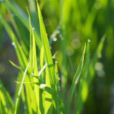 【毎月定期便】コシヒカリ米4.5kg精米　全6回